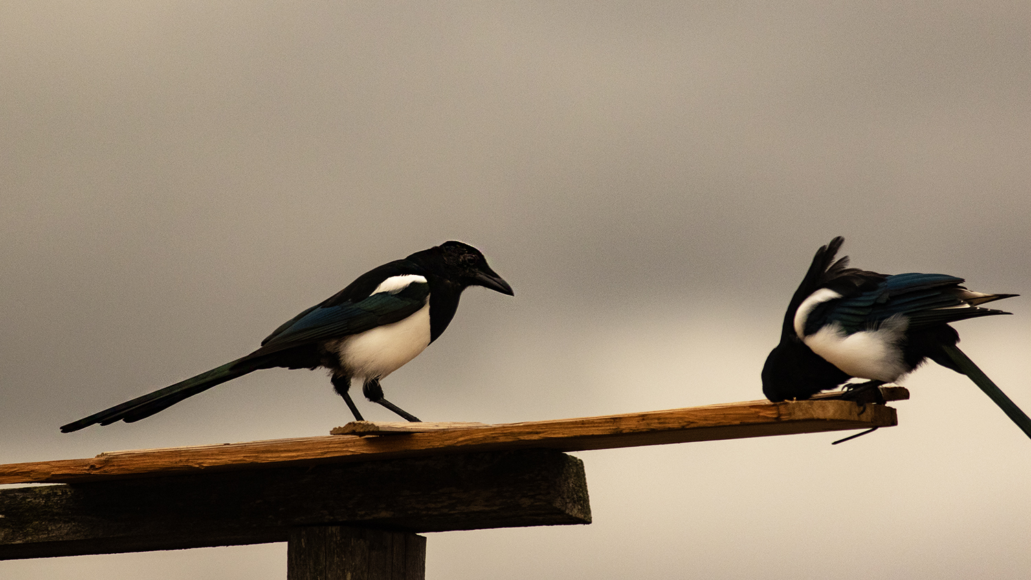 Eurasian Magpie